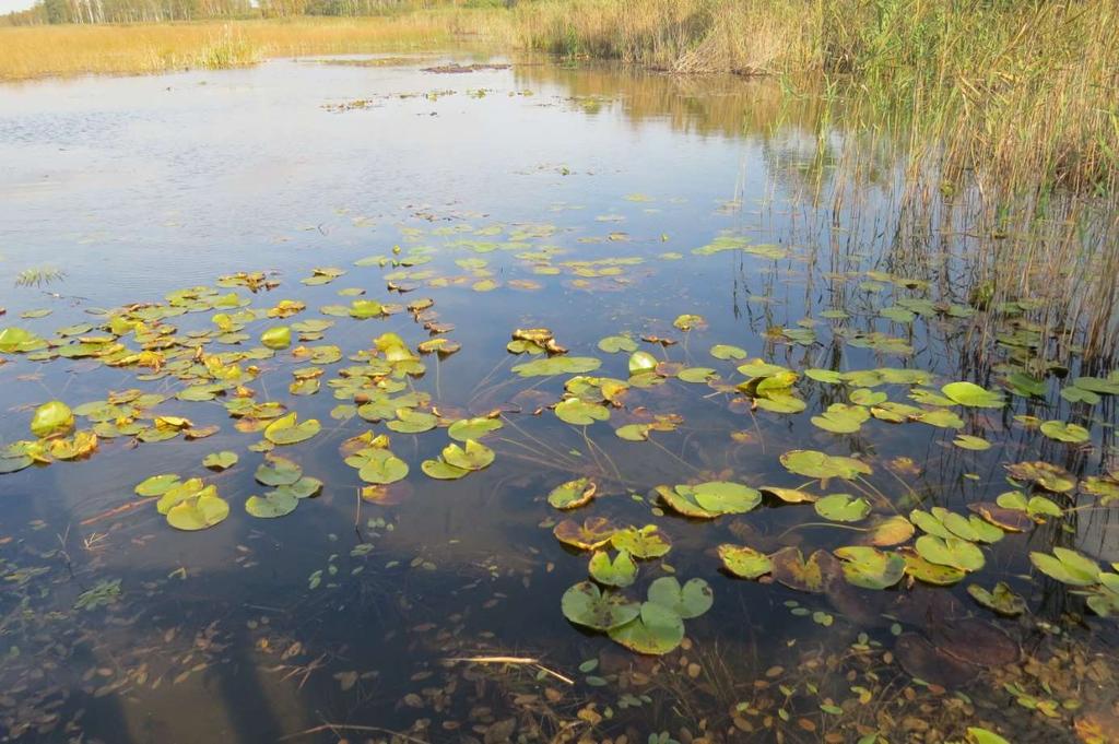 Charakterystycznym elementem krajobrazu parku są