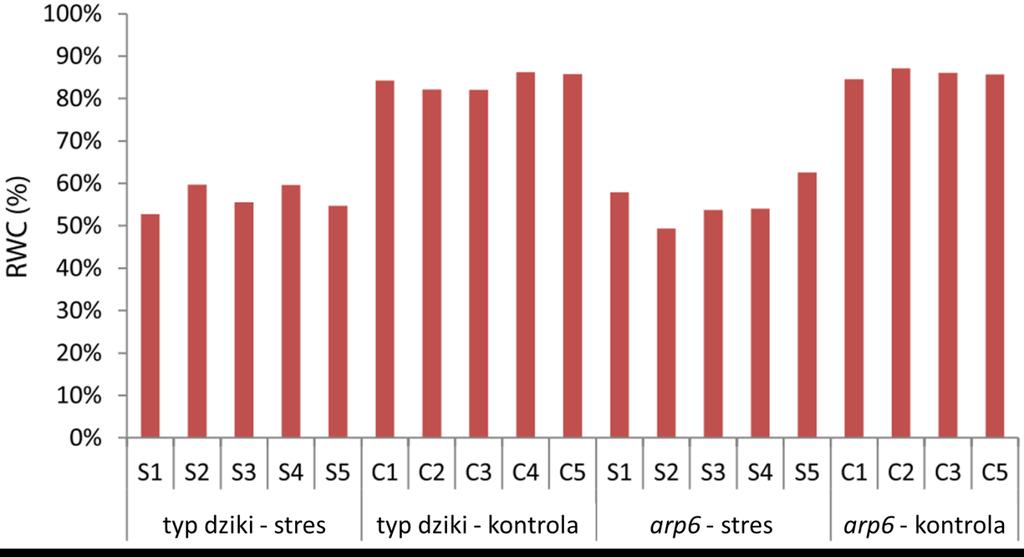 Ryc. 3. Względna zawartość wody w tkance (RWC) uzyskiwana przez rośliny typu dzikiego i arp6 poddane stresowi suszy (S) i kontrolne (C). Numery wskazują powtórzenia biologiczne. Za: Sura i in.