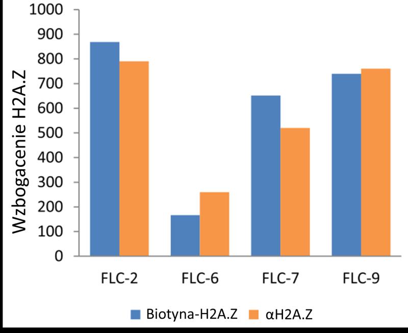 fragmentów genu FLC z profilem opublikowanym dla natywnego H2A.Z przez Deala i in. (2007). Profile te były zawsze zbliżone (Ryc. 6)