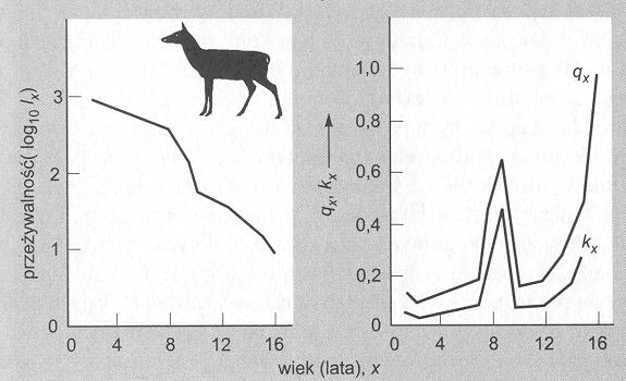 PWN, 1999 19/55 Przeżywalność (l x ), śmiertelność (q x ) i