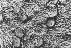 komórki podstawne (3) (macierzyste) komórki szczoteczkowe (4) komórki