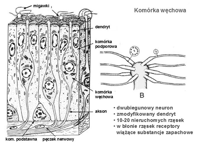 komórek podporowych) neuralne komórki macierzyste (dla