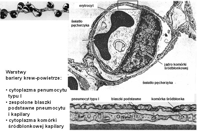 Warstwy bariery krew-powietrze: cytoplazma penumocytu typu I zespolone blaszki