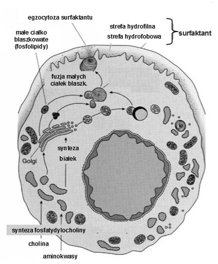 produkują i wydzielają surfaktant zbudowany z białek i lipidów, który pokrywa