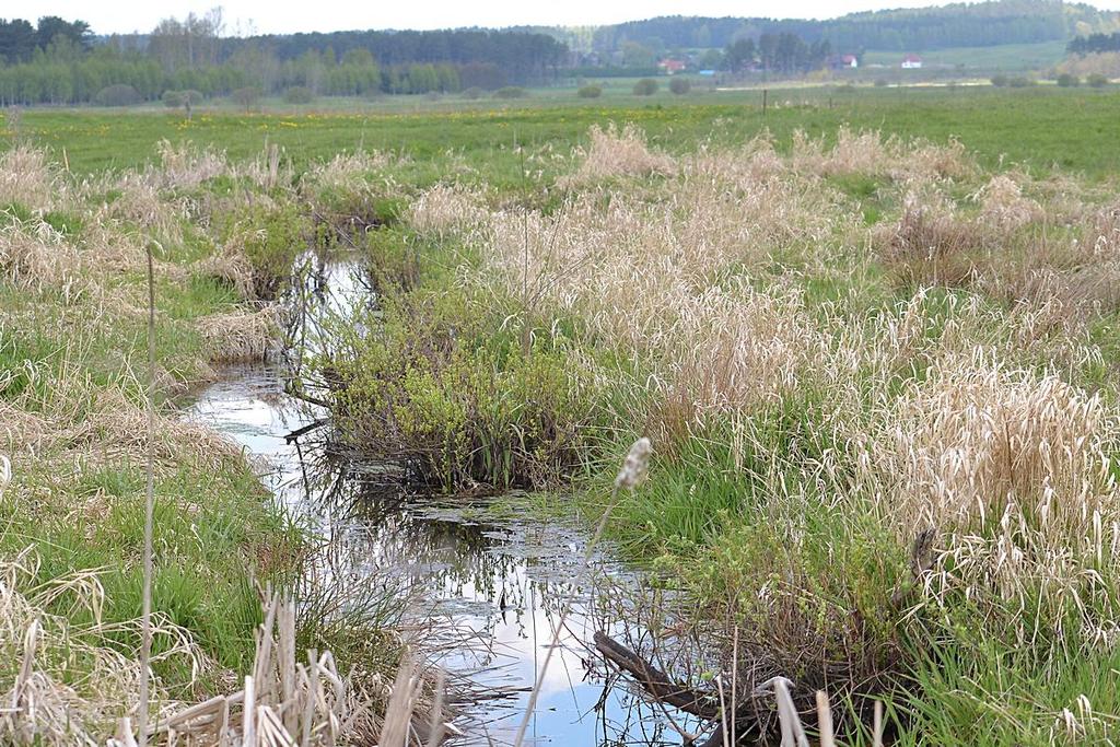 Wyniki obserwacji ważek (Odonata) na terenie rozlewiska wśród łąk i pastwisk koło miejscowości Wrzesina (Polska, Warmia, gm.