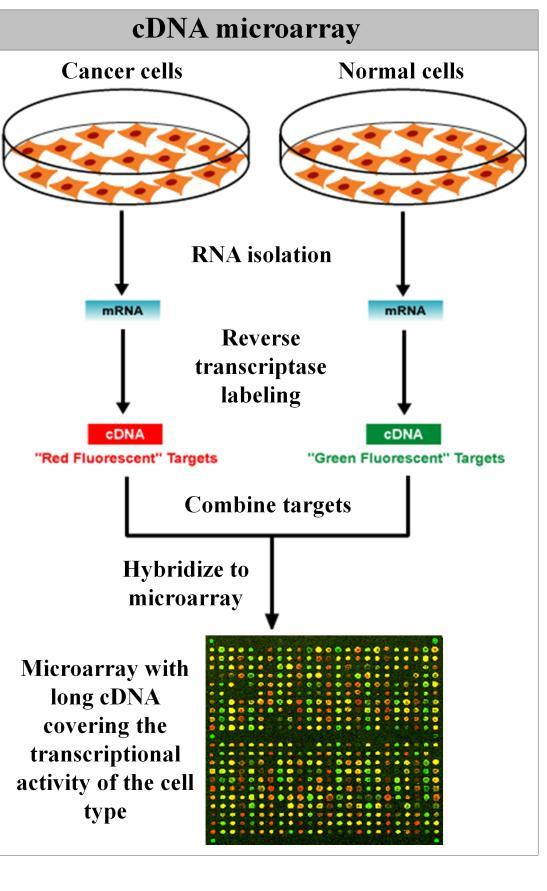 Mikromacierze ekspresyjne Etapy analizy: 1. Izolacja RNA 2. Odwrotna transkrypcja - przepisanie RNA na komplementarny DNA (cdna) 3.