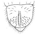 Zadanie 1. Na rysunku przedstawiono układ włosków na segmencie analnym pędraka A. guniaka czerwczyka. B. wałkarza lipczyka. C.