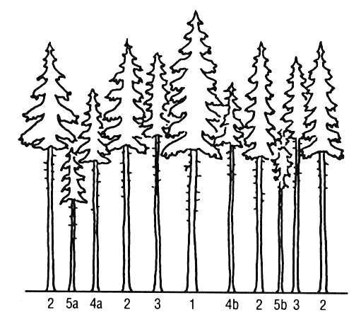 Zadanie 22. Spośród podanych niżej głównych gatunków lasotwórczych, największy udział w składzie gatunkowym drzewostanów na siedliskach borowych w IV krainie przyrodniczo-leśnej, tj.