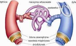 Zadanie 12. (3 pkt) PoniŜsze schematy przedstawiają budowę Ŝyły i tętnicy. Podaj dwie róŝnice dotyczące budowy tętnic i Ŝył. Odpowiedź przedstaw w formie tabeli. Zadanie 13.