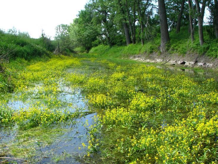 nr 10 Ponadto stwierdzono występowanie populacji następujących gatunków: Lestes sponsa, Ischnura elegans, Coenagrion puella, Erythromma najas, Platycnemis