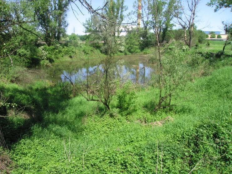 Siedlisko potencjalnie obiecujące dla rozrodu straszek, jednak nie stwierdzono występowania chronionej S. paedisca. Fot. nr 29 28. Starorzecze nr 224 (Fot.