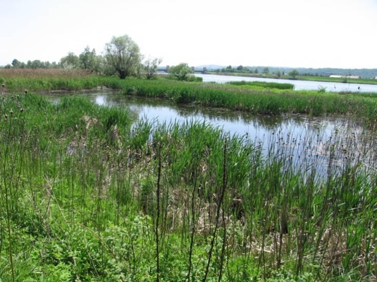 Na siedlisku nie stwierdzono cennej odonatofauny. 38. Starorzecze nr 234 (Fot. nr 39) Fot.