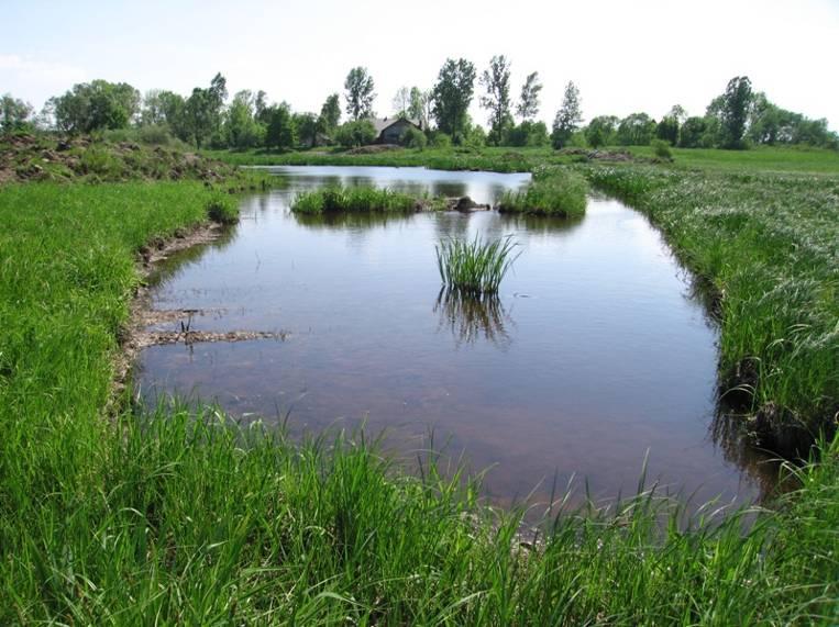 porośniętych wierzbami, brak makrofitów. Stanowisko nie stwarza warunków bytowania chronionych gatunków 45. Starorzecze nr 244 (Fot. nr 46) Fot.