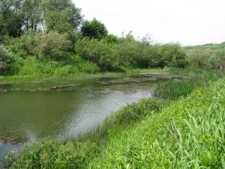 Stanowisko to łączy się ze stanowiskiem nr 164. 47. Starorzecze nr 319 (Fot. nr 48) Fot.