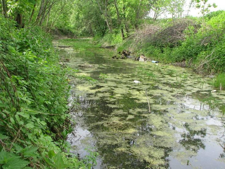 Są to bardzo silnie zdegradowane zbiorniki - poziom wody jest zmienny, w pewnych obszarach jest jej brak, słabo