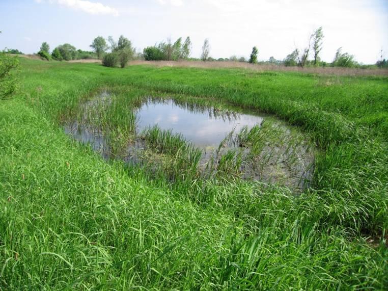 zadrzewiania, jak też w północno-wchodniej części obszar wypłycony, z szuwarem oraz turzycowiskiem. Właśnie w tej części szuwarowej (zaznaczono na mapie http://www.iop.krakow.