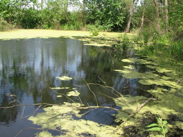 Zbiornik w trakcie pierwszej kontroli całkowicie wyschnięty, natomiast w trakcie drugiej, ze względu na silne wezbranie w sąsiednim zbiorniku nr 489, oba zbiorniki się połączyły.