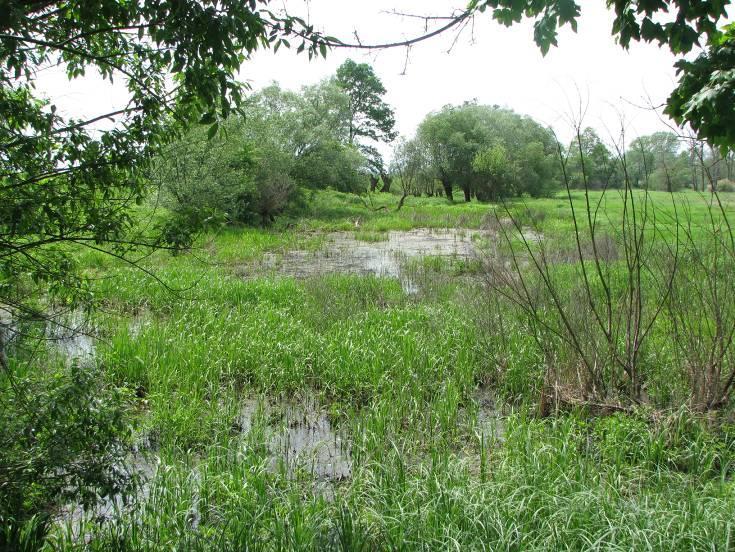 70. Starorzecze nr 495 (Fot. nr 71) Na stanowisku stwierdzono występowanie następujących, nie będących przedmiotem waloryzacji, gatunków : Libellula depressa Fot.