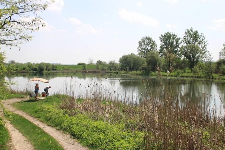 Szata roślinna jest dość zróżnicowana, jednak bliskość zabudowań i obecność ludzi prawdopodobnie zmniejsza szanse na zasiedlenie tego zbiornika przez chronione gatunki 74. Starorzecze nr 601 (Fot.