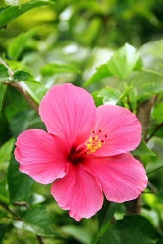(Kwiaty hibiskusa mają intensywne, egzotyczne barwy.) Hibiskus najlepiej będzie się czuł na miejscu jasnym, jednak nie powinno być zbyt mocno nasłonecznione.