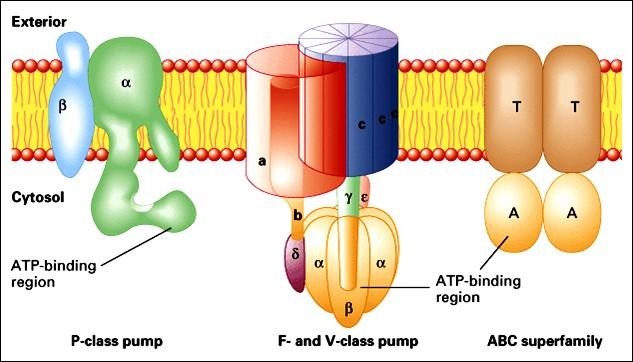 Wydalanie ksenobiotyków z komórek podstawowy transport aktywny - potrzebuje energii: hydroliza ATP specjalne ATP-azy zwane ABC (kasety wiążące ATP)