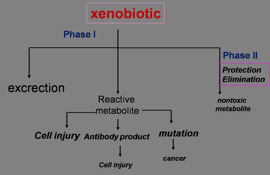 Toksyczne efekty ksenobiotyków 1. uszkodzenie komórek (cytotoksyczność) 2.