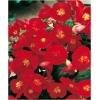 Dane aktualne na dzień: 11-06-2019 04:31 Link do produktu: http://www.goldplants.eu/begonia-multiflora-maxima-czerwona-p-1030.