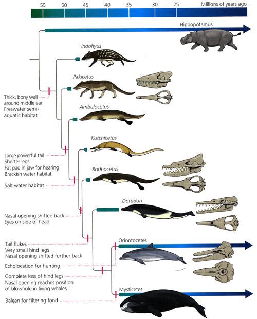 Tymczasem } } } Analizy DNA wykazały, że bliskimi krewnymi wielorybów są współczesne hipopotamy W latach 90.