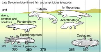 Tiktaalik