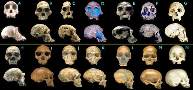 Człowiek i jego przodkowie (A) Pan troglodytes, szympans, współczesny (B) Australopithecus africanus, 2.6 My (C) Australopithecus africanus, 2.5 My (D) Homo habilis, 1.9 My (E) Homo habilis, 1.