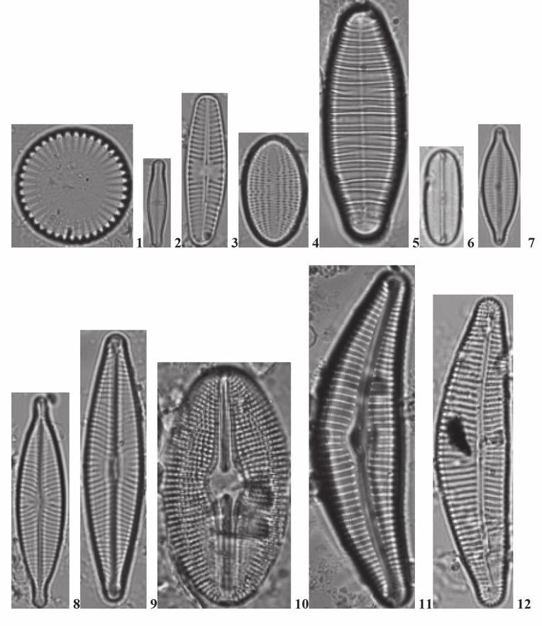 OKRZEMKI (BACILLARIOPHYCEAE) ZALEWU RZESZOWSKIEGO 33 Tablica I. Wybrane taksony okrzemek oznaczone w wodach Zalewu Rzeszowskiego. 1 Cyclotella meneghiniana Kütz., 2 Achnanthidium minutissimum (Kütz.