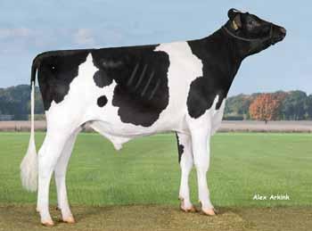 NEW YORK NL2877208 ur. 06.02.20 Hodowca: import z Holandii 43 DANKO TRYT PL0037072236 ur. 0.08.206 Hodowca: HR Danko 37 SUPERSHOT x NUMERO UNO x BIG TIME BALTIKUM x ALTARAZOR x ASTERIX 2 26 04 7 2 pokroju 23 3 23 Wartość hodowlana dla cech produkcyjnych 20/, powt.