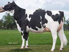 SHAW m.m.m.: Niagra Quelle VG-8 o.o.: Modeco m.