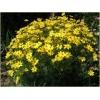 Dane aktualne na dzień: 14-06-2019 00:35 Link do produktu: http://www.goldplants.eu/nachylek-wielkokwiatowy-coreopsis-grandiflora-h118-p-1791.