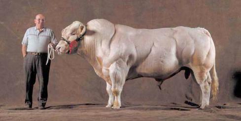 Krowy rasy Belgian Blue } uzyskane w wyniku chowu wsobnego od XIX w.