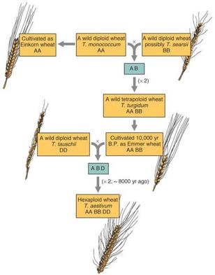 Pszenica } Wielokrotne hybrydyzacje różnych gatunków traw } Współczesne odmiany heksaploidalne (3 x 2