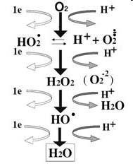Redukcja tlenu -Całkowita redukcja tlenu to przyłączenie do cząsteczki tlenu 4 elektronów i 4 protonów, w wyniku czego powstają 2 cząsteczki wody: O2 + 4e- + 4H+ 2H2O Reakcja jest egzoergiczna, a
