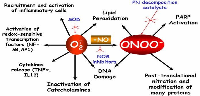 Nadtlenoazotyn - Jest mało selektywnym oksydantem utleniającym