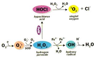 Działanie reaktywnych form tlenu i azotu - ROS i RNS mogą powodować: * zaburzenia funkcji komórek * starzenie się komórek * cytotoksyczność * transformację nowotworową - Szkodliwe efekty ROS i RNS są