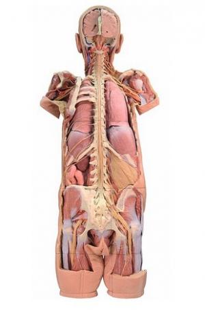 Model anatomiczny 3D - ciało czlowieka, uklad nerwowy, narządy, widok od tyłu Nr ref: MA01274 Informacja o produkcie: Model anatomiczny 3D - ciało człowieka, uklad nerwowy, narządy Prezentowany