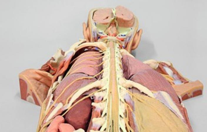 Trójwymiarowe modele anatomiczne skonstruowane w taki sposób, stanowią znakomitą pomoc dydaktyczną dla studentów kierunków medycznych zapewniającą realizm, wysoką jakość kształcenia oraz