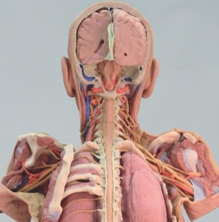 origin of the segmental nerves relative to other axillary and appendicular structures.