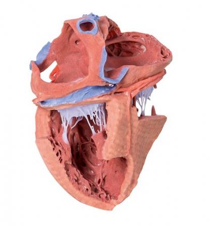 Model serca w postaci wydruku 3D, struktury wewnętrzne Nr ref: MA00983 Informacja o produkcie: Model serca 3D, budowa wewnętrzna Model anatomiczny wykonany na bazie rzeczywistych zdjęć TK oraz