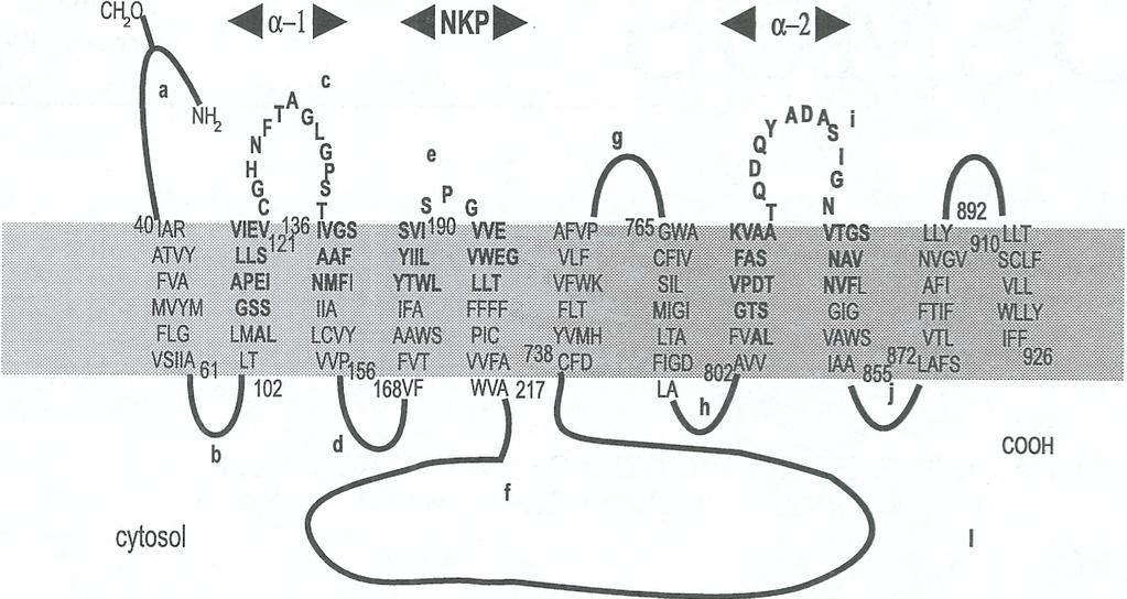 rejon XIP 219-RRLLFYKYVYKRYRAGKQRG; fragment homologiczny z białkiem pasma 3, anionowego transportera 263- SHVDSFLDGALVLEVDE, 60% identyczności z białkiem pasma 3a szczura; domeny wiążące jony