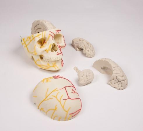 Neuroanatomiczny model czaszki z mózgiem Nr ref: MA01069 Informacja o produkcie: Model czaszki