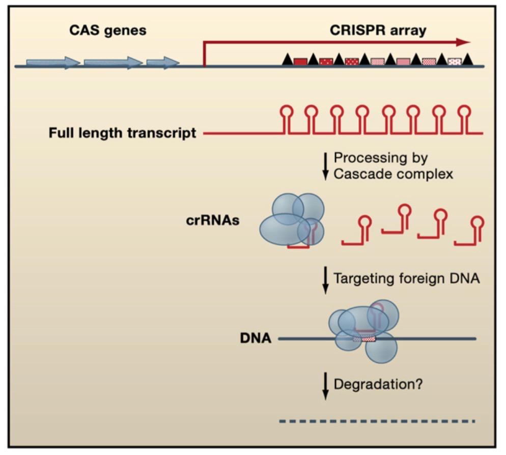 CRISPR Waters &
