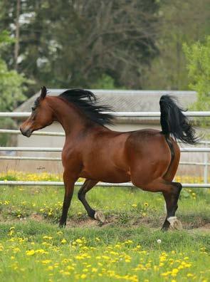 PRAGA LOT S/21 VITORIO TO bay, 2008 Thirteen Oaks Arabians DA VALENTINO bay, 2003 Dolorosa Arabians Ltd.