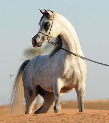 E.S. HARIR (AE) AJ DINAR grey, 2005 Ajman Stud UAE WH JUSTICE grey, 1999 Wendell Hansen DESKA HJE grey, 1996 Jose Eduardo Guinle Brasil Magnum Psyche Vona Sher-Renea Lumiar Amadeus Soldadeska Padrons