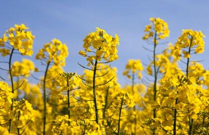 W doświadczeniach łanowych DEKALB 2015 w 3 miejscowościach osiągnęła plon powyżej 5 t/ha: Kmiecin (5,41 t/ha), Komalwy (5,56 t/ha), Hermany (5,35 t/ha).