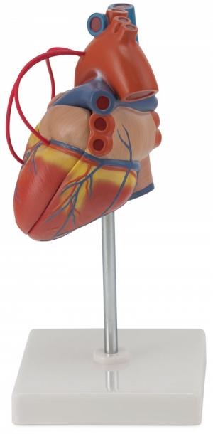 Model serca z bypassami Nr ref: MA01192 Informacja o produkcie: "Model serca z bypassami" Naturalnych rozmiarów model serca z trzema wieńcowymi bypassami, składający się z dwóch części.